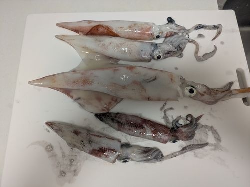 ケンサキイカの釣果
