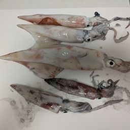 ケンサキイカ