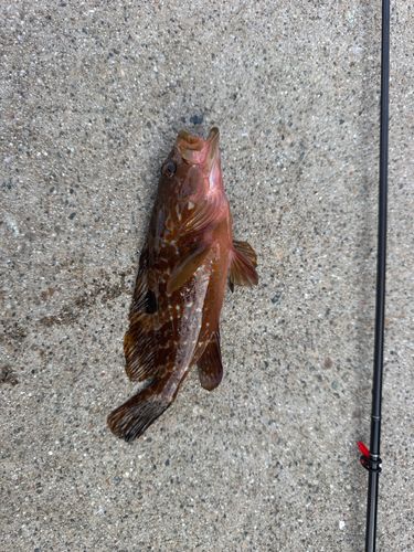 キジハタの釣果