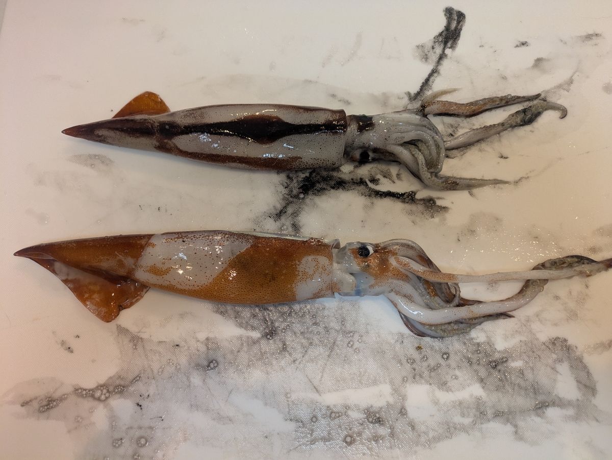 ひら政さんの釣果 1枚目の画像