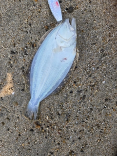 ソゲの釣果