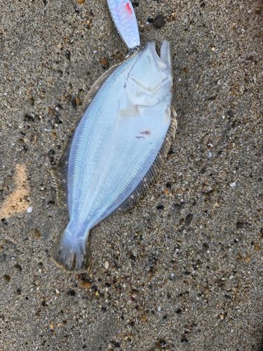 ソゲの釣果