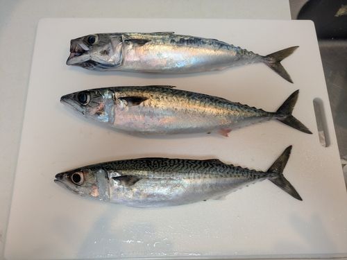 サバの釣果
