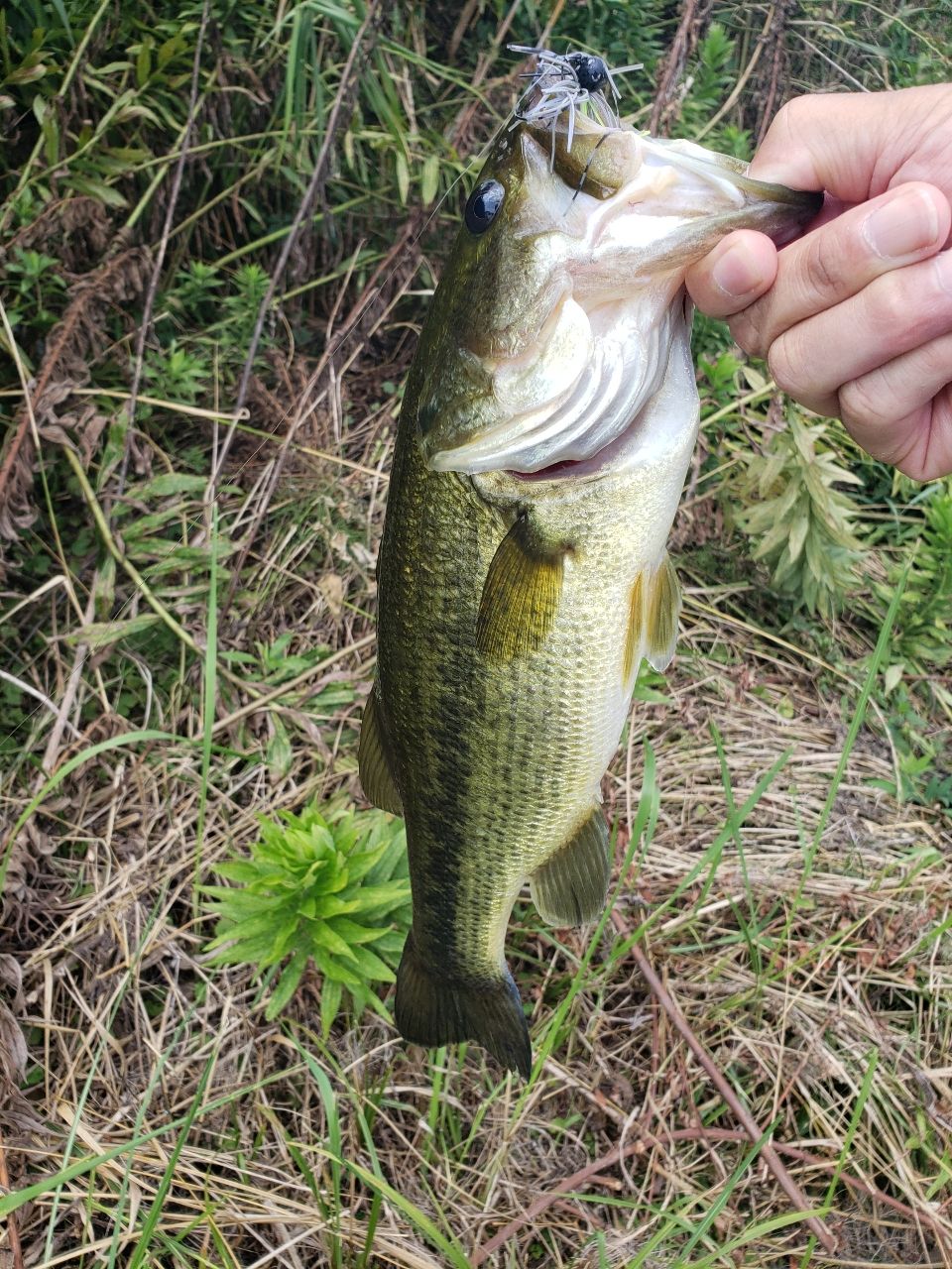 ラージマウスバス