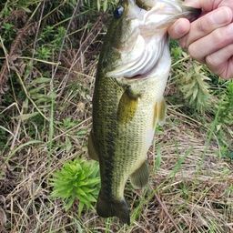 ラージマウスバス