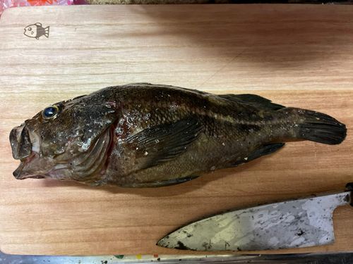 シマゾイの釣果