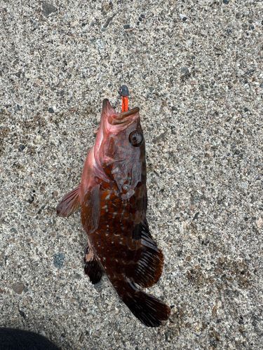 キジハタの釣果