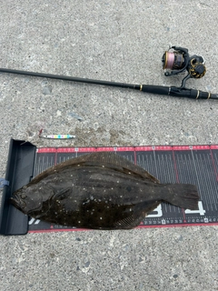 ヒラメの釣果