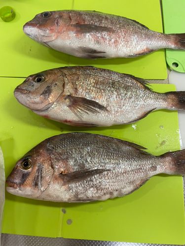 ワラサの釣果