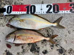ショゴの釣果