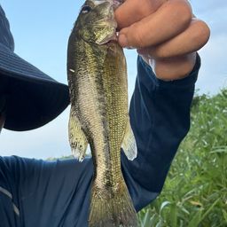 ラージマウスバス