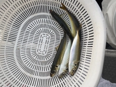 マルアジの釣果