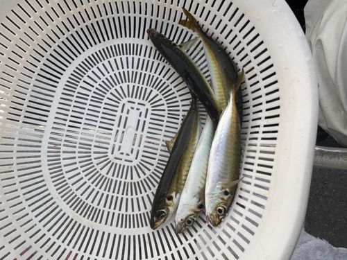 マルアジの釣果