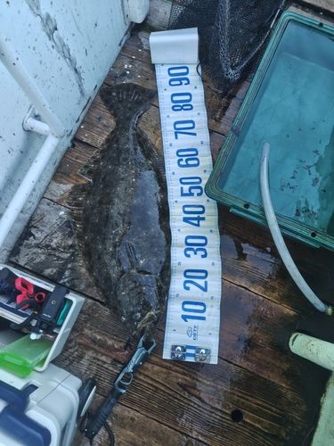 ヒラメの釣果