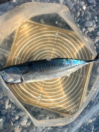 ヒラソウダの釣果