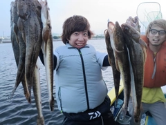 マゴチの釣果