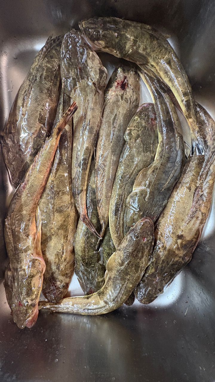 ギボシさんの釣果 2枚目の画像