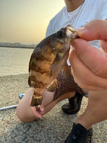 メバルの釣果