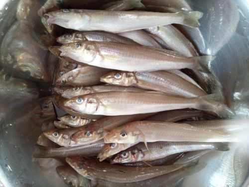 シロギスの釣果