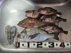 クロダイの釣果
