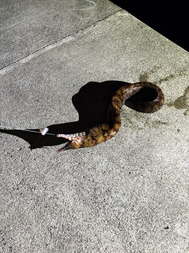 トラウツボの釣果