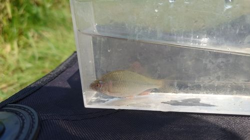 カネヒラの釣果