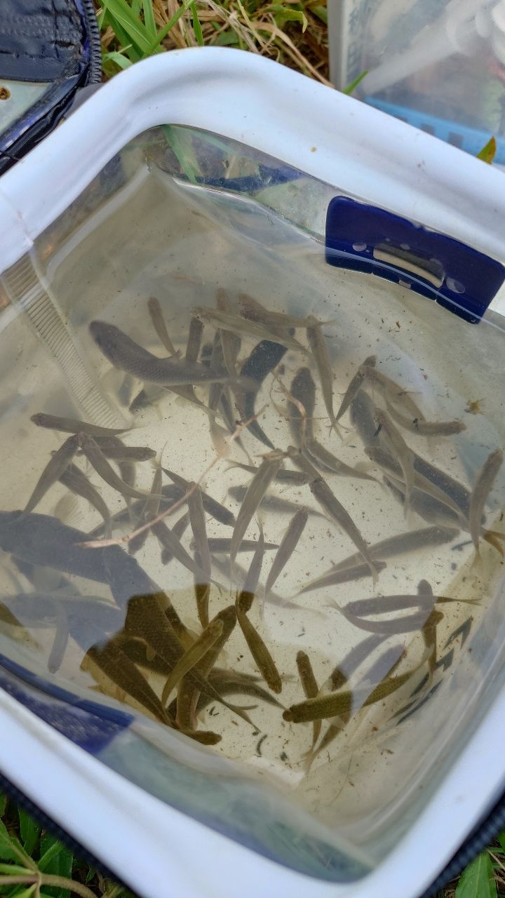 カネヒラ