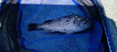 クロソイの釣果