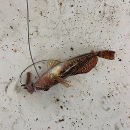 カジカ