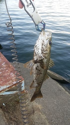 セイゴ（マルスズキ）