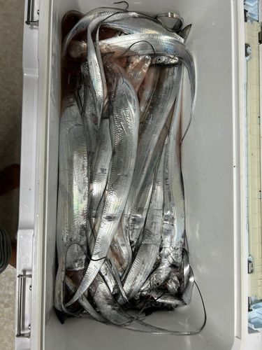 タチウオの釣果