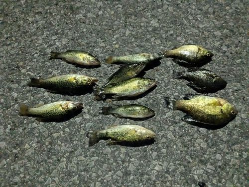 ブラックバスの釣果