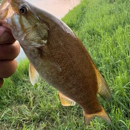 スモールマウスバス