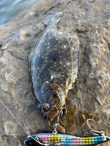 ヒラメの釣果