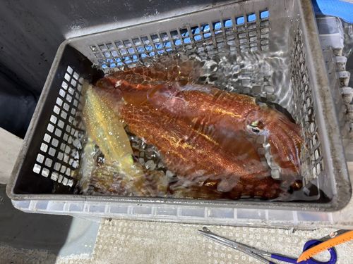 ケンサキイカの釣果