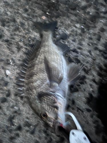 チヌの釣果