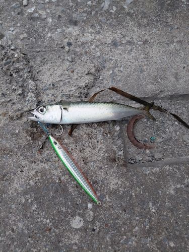 サバの釣果