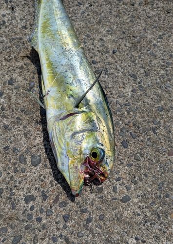 シイラの釣果