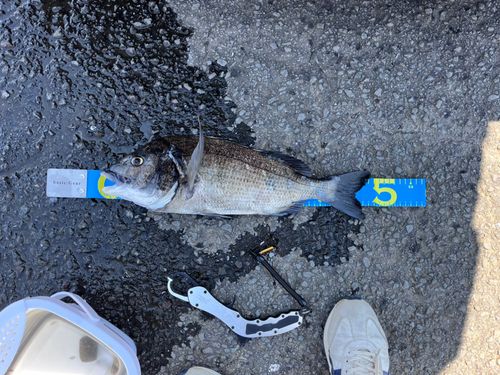 チヌの釣果