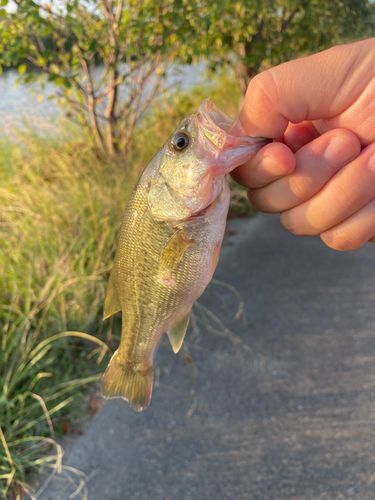 ラージマウスバスの釣果