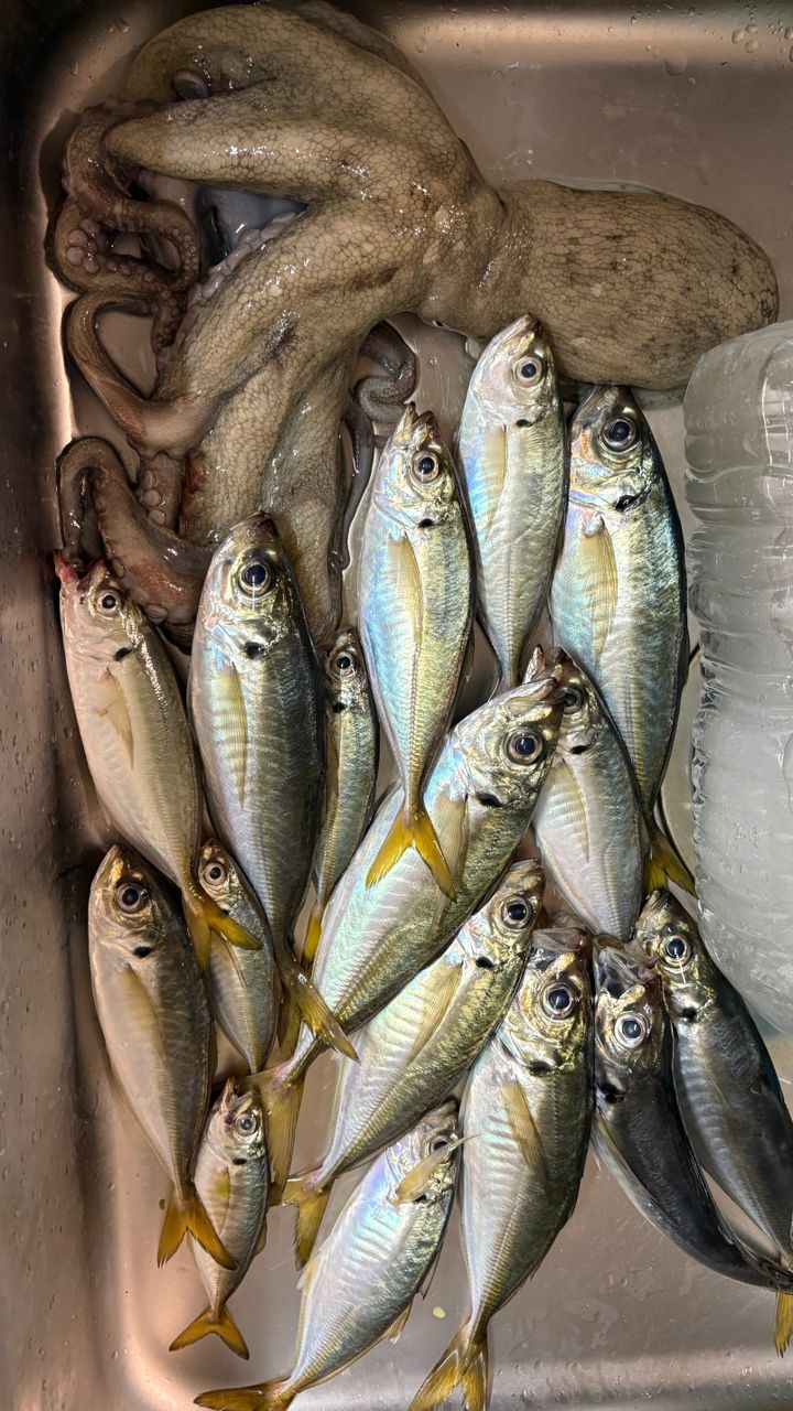 ギボシさんの釣果 3枚目の画像