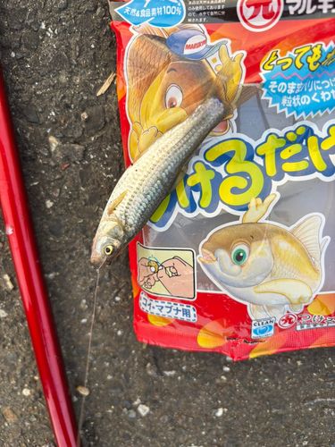 モツゴの釣果