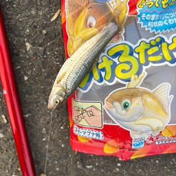 モツゴ