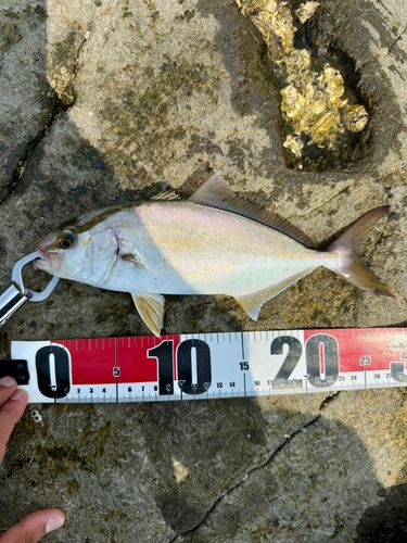 カンパチの釣果