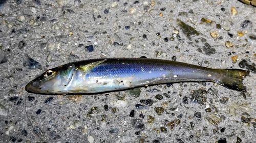 キスの釣果