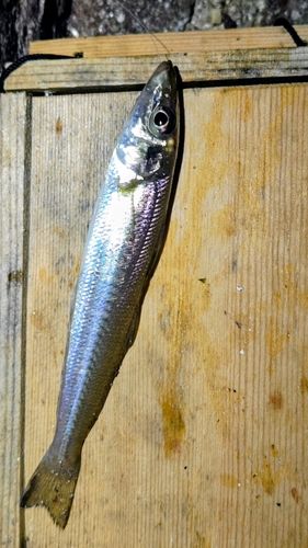 キスの釣果