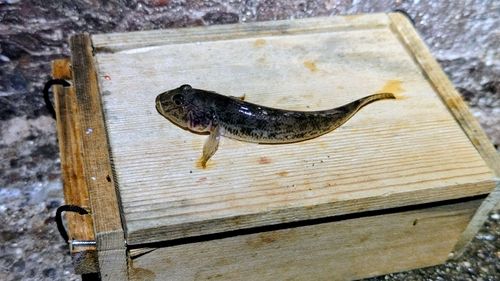 ハゼの釣果