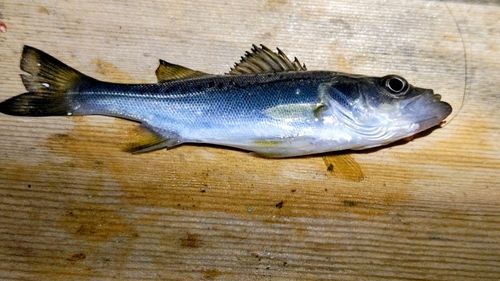 セイゴ（マルスズキ）の釣果