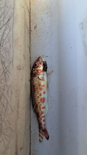 釣果
