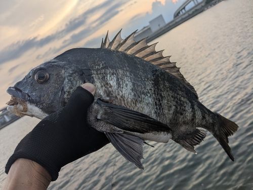 チヌの釣果